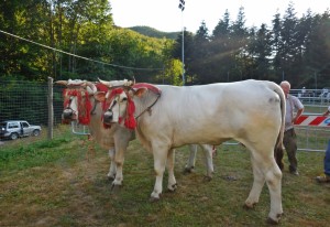 montepiano country 2015 (493)                 